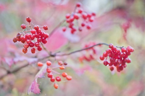 Guelder rose