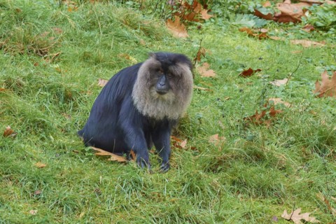 Lion-tailed macaque