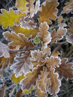 Frozen oak leaves in winter