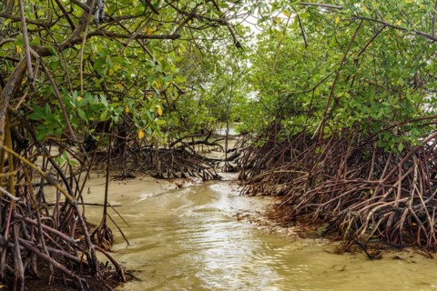Mangrove vegetation where the river meets the sea at Sargi beach in Serra Grande on the south coast of Bahia