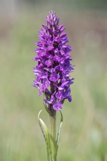Southern marsh orchid