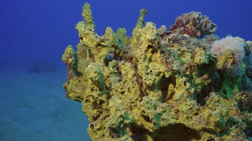 Yellow-green Sponge