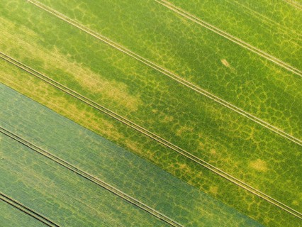 Aerial view of a cornfield with tyre tracks