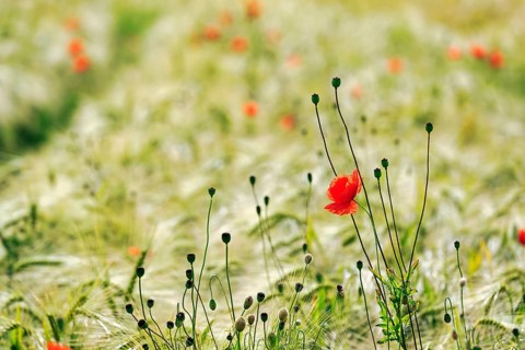 Single corn poppy blossom between poppy pods in a barley field