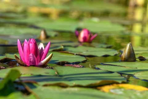 Pink water lily star flower in an artificial pond. Jardin des deux rives