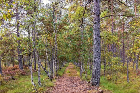 Tree Lined footpath at a peat bog at a pine forest in autumn