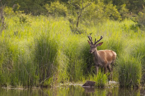 Red deer