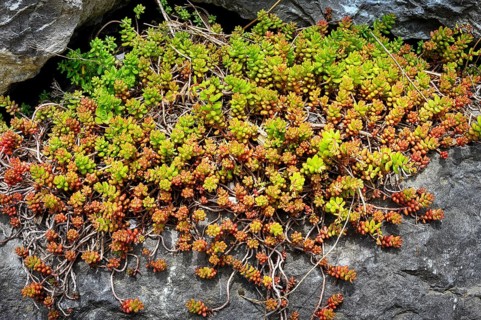 White stonecrop