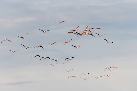 Greater Flamingos