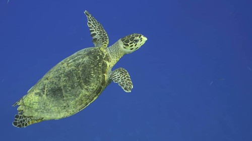 Hawksbill Sea Turtle