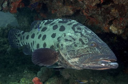 Potato grouper