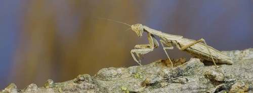 The female praying mantis sits on tree branch masquerading against its background and turns its head looking around. Crimean praying mantis