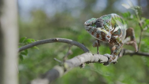 Green chameleon walks along branch and looksat around on bright sunny day on the green trees background. Panther chameleon