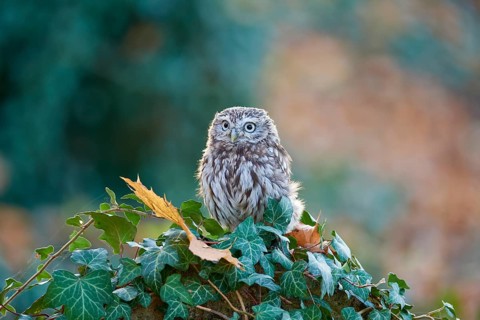 Little Owl