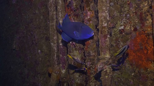 Close up of Blue Triggerfish