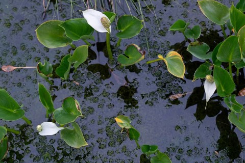 Bog arum