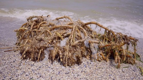 Plastic mixed with reed roots lies on sand