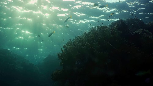 Silhouettes of tropical fish swims next to coral reef on surface water and setting sun background