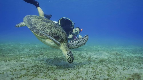 Scubadiver filming Sea Turtle swims down to seabed. Male aquanaut shoots video Green Sea Turtle
