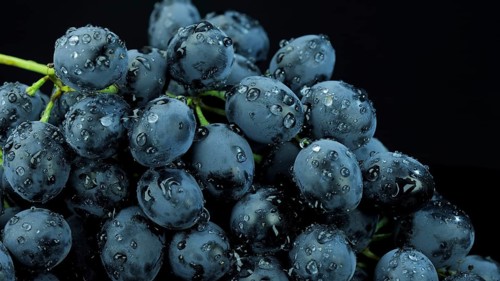 Bunch of ripe dark grape with drops of water isolated on black background
