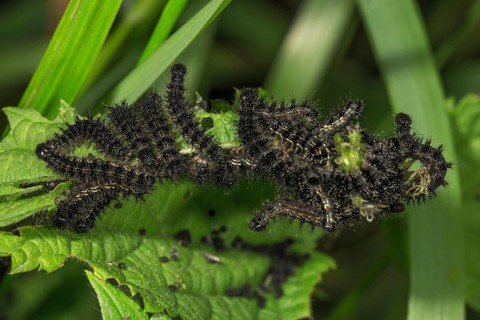 Small tortoiseshell