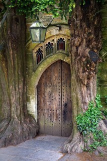 Two old english yew