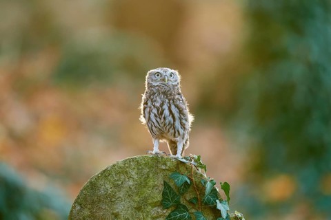 Little Owl