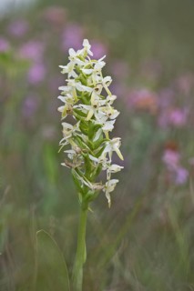 Lesser butterfly-orchid