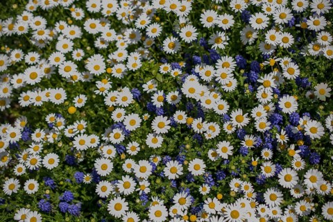 Beautiful daisy flowers as a background
