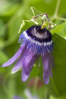 Passion-flower