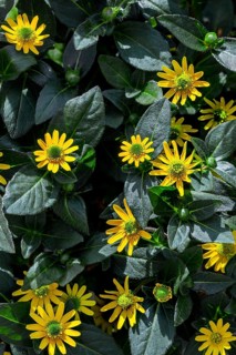 Mexican creeping zinnia