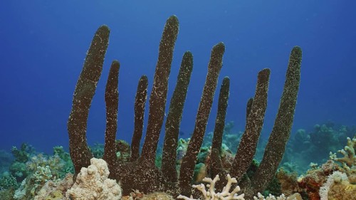 Erect Rope Sponge