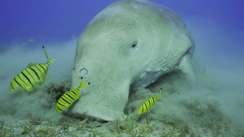 Portrait of Sea Cow