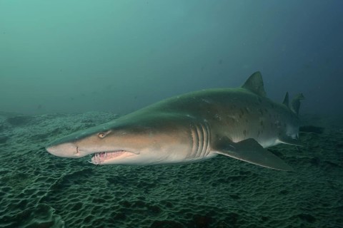 Sand tiger shark