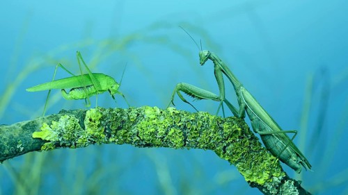 Green grasshopper chirps its wings next to large female praying mantis sitting on tree branch covered with lichen. and Transcaucasian tree mantis