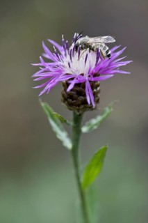 Narrow-leaved bee