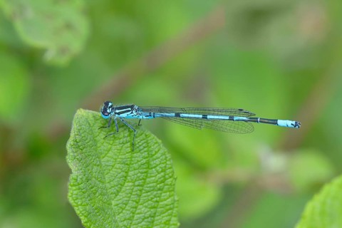 Azure damselfly