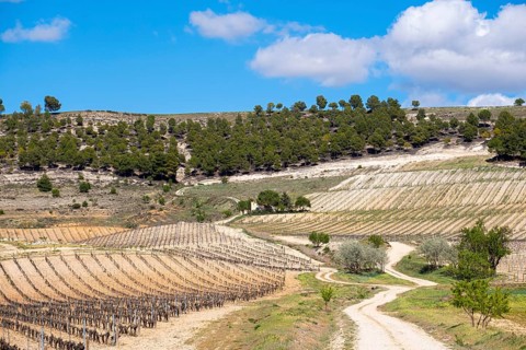 Wine landscape in the Ribera del Duero appellation of origin area in the province of Valladolid in Spain