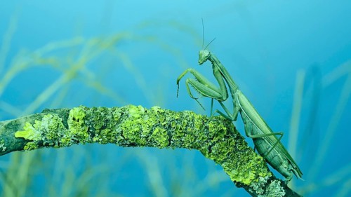 Female praying mantis walks along tree branch covered with lichen. Transcaucasian tree mantis