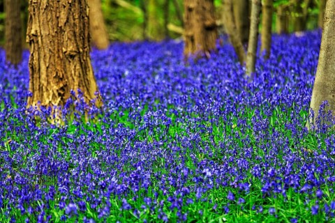 Common bluebell