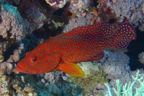 Vermillion seabass