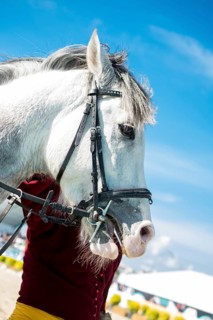 Head of a horse outdoors with partial harness in view