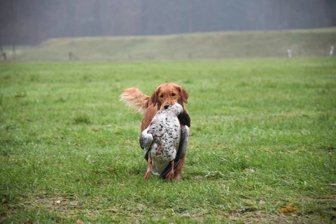 Hunting dog golden retriever retrieves shot greylag goose