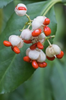 White european spindle