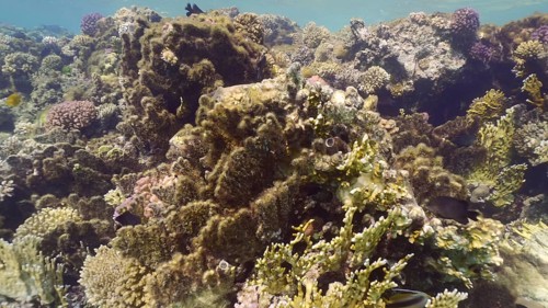 Brown algae covered hard corals. Net Fire Coral