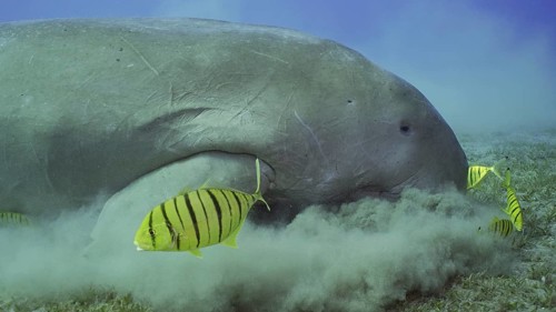 Close up of Sea Cow