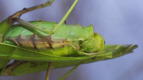 Extreme close-up of mating process of praying mantises. Couple of praying mantis mating hanging under tree branch. Transcaucasian tree mantis