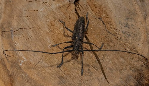 A longhorn beetle