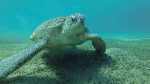 Close up of Sea turtle grazing on the seaseabed
