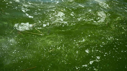 In Black Sea Blue-green algae blooms